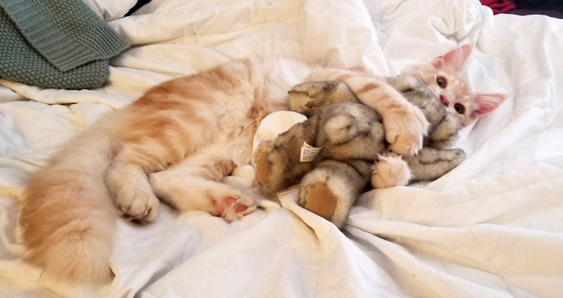 Auggie hugs Teddy