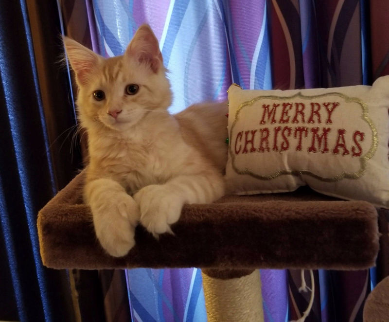 Auggie-Merry Christmas Auggie-Merry Christmas