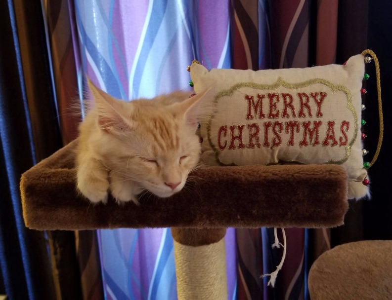 MerryChristmasNap