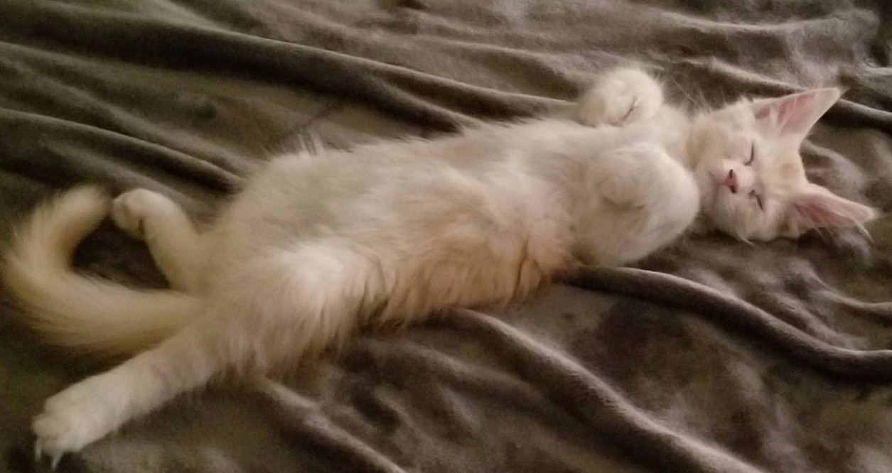 Auggie after dinner
